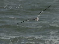 Vorkstaartmeeuw [Xema sabini] - Zuiderhavenhoofd Scheveningen (20sept2026)    